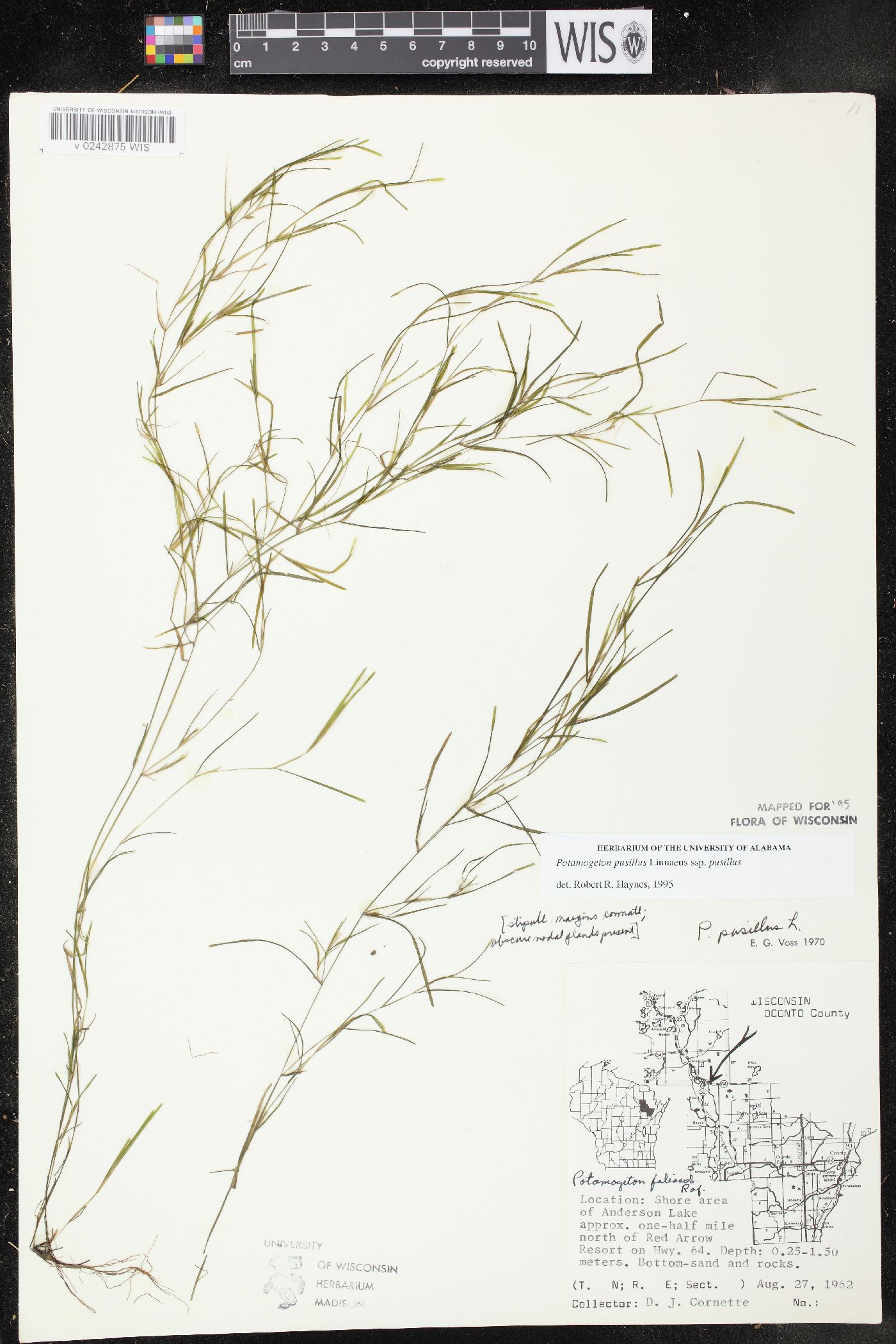 Potamogeton pusillus subsp. pusillus image