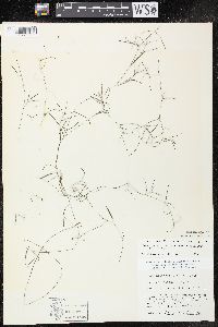 Potamogeton pusillus subsp. tenuissimus image