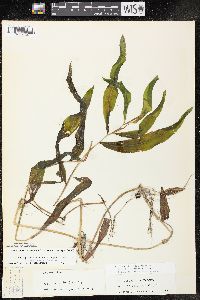 Image of Potamogeton x scoliophyllus