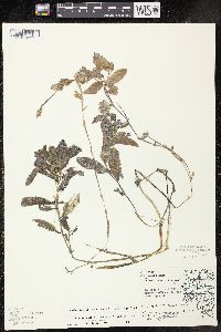 Potamogeton × spathuliformis image