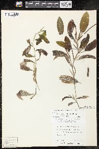 Potamogeton × spathuliformis image