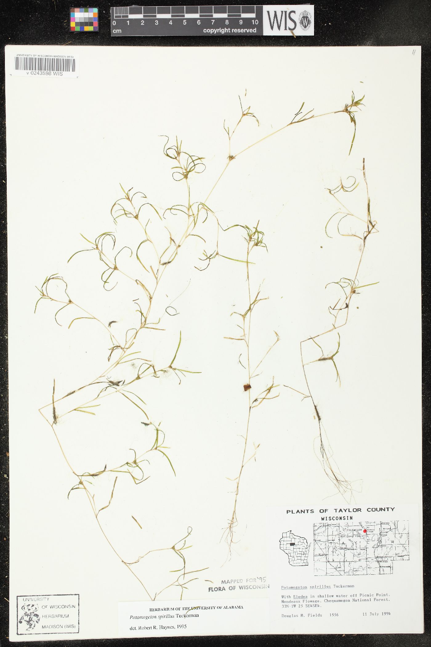 Potamogeton spirillus image