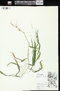 Leersia virginica image