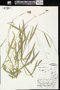 Leersia virginica image