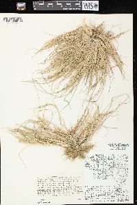 Diplachne fusca subsp. fascicularis image