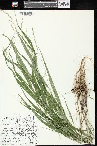 Oryzopsis racemosa image