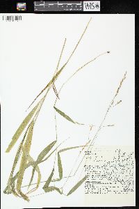 Oryzopsis racemosa image