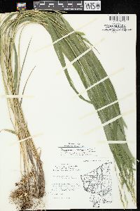 Oryzopsis racemosa image