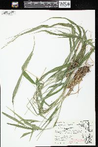 Oryzopsis racemosa image