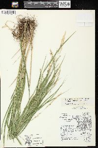 Oryzopsis racemosa image