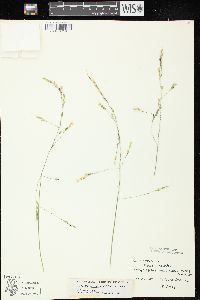 Oryzopsis racemosa image