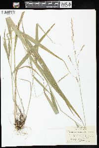 Oryzopsis racemosa image