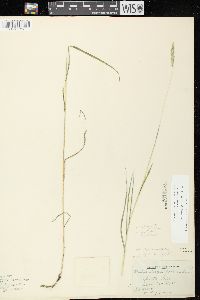 Muhlenbergia glomerata image