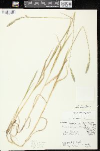 Muhlenbergia glomerata image