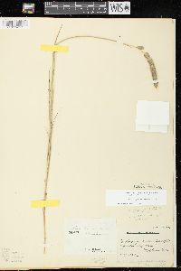 Muhlenbergia glomerata image