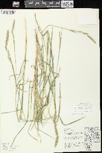 Muhlenbergia glomerata image