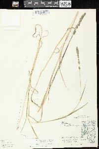 Muhlenbergia glomerata image