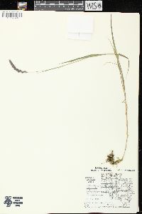 Muhlenbergia glomerata image