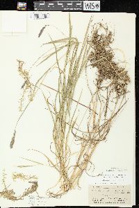 Muhlenbergia glomerata image