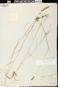 Muhlenbergia glomerata image