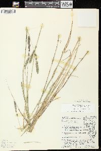 Muhlenbergia glomerata image