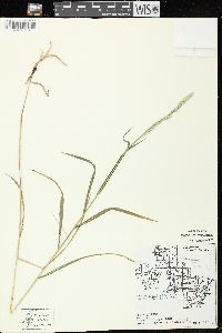 Muhlenbergia glomerata image