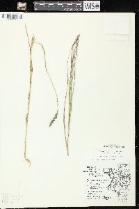 Muhlenbergia glomerata image