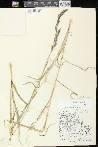 Muhlenbergia glomerata image