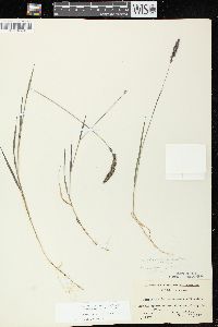 Muhlenbergia glomerata image