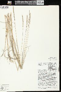 Muhlenbergia glomerata image