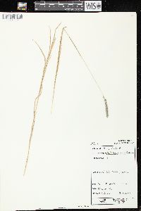 Muhlenbergia glomerata image