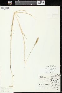 Muhlenbergia glomerata image