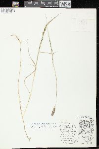 Muhlenbergia glomerata image