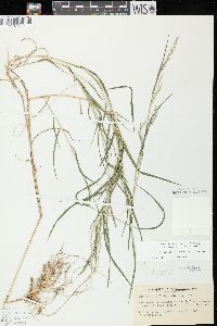 Muhlenbergia mexicana image