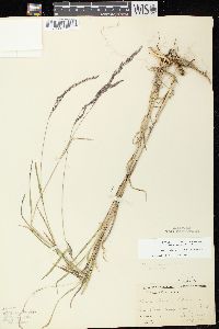 Muhlenbergia mexicana image