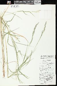 Muhlenbergia mexicana image