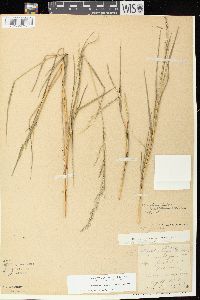 Muhlenbergia mexicana image