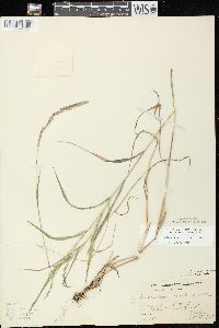 Muhlenbergia mexicana image