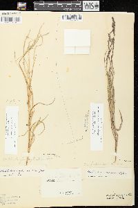 Muhlenbergia sylvatica image