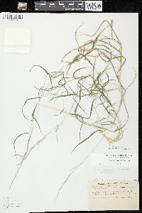 Muhlenbergia mexicana image