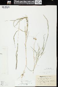 Muhlenbergia mexicana image