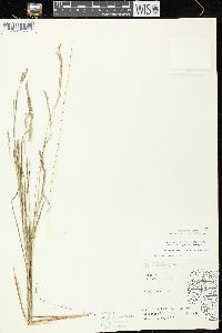 Muhlenbergia mexicana image