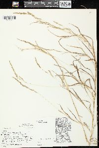 Muhlenbergia mexicana image