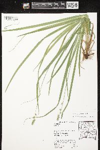 Carex sparganioides image