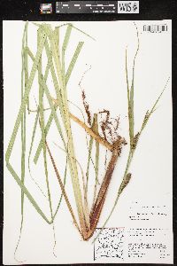 Carex lacustris image