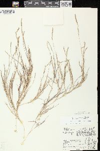 Muhlenbergia mexicana image