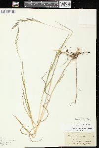 Muhlenbergia mexicana image