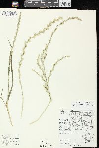 Lolium perenne subsp. multiflorum image