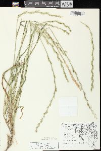 Lolium perenne subsp. multiflorum image