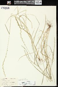 Lolium perenne subsp. multiflorum image